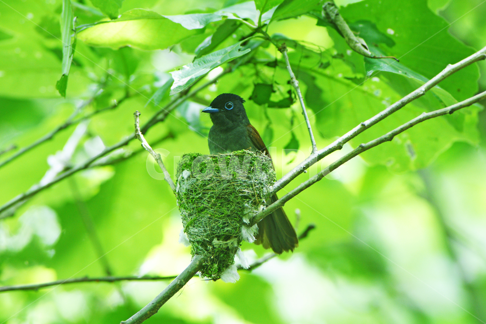 조류,긴꼬리딱새,삼광조,새,희귀조,동물,animal,조류,새,birds