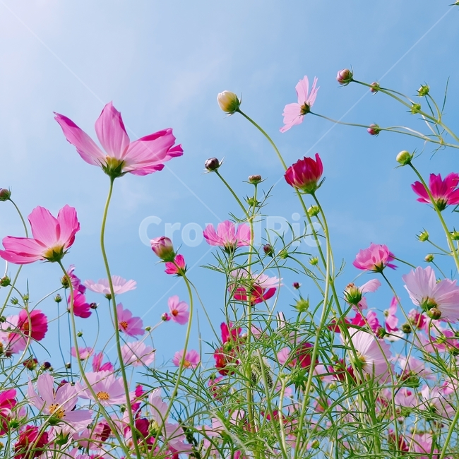 코스모스,하늘,분홍,색감,감성,가을,가을,계절,fall,autumn,season,식물,자연,plants,nature,꽃,flower,blossom,petal,꽃잎,plant,geranium,제라늄