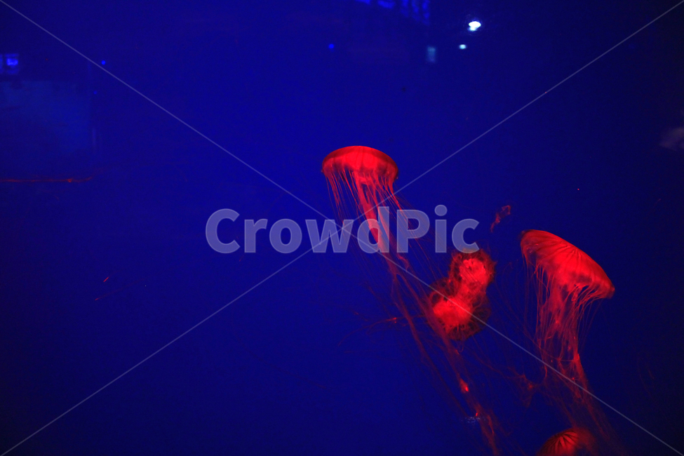 수족관,물고기,동물,해양,생물,심해,바다,sealife,해파리,invertebrate,jellyfish,무척추동물,swimming,aquarium,동물,animal