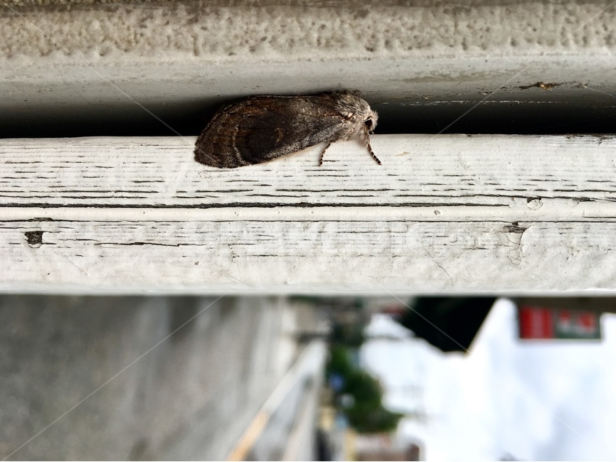 나방,곤충,틈,하루,날기,날아보자,동물,animal,곤충,벌레,insect,bug