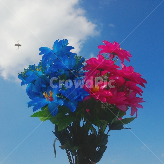 꽃,flower,봄,조화,파란색,분홍색,하늘,날씨,맑음,pink,blue,spring,sky,식물,자연,plants,nature,꽃,flower