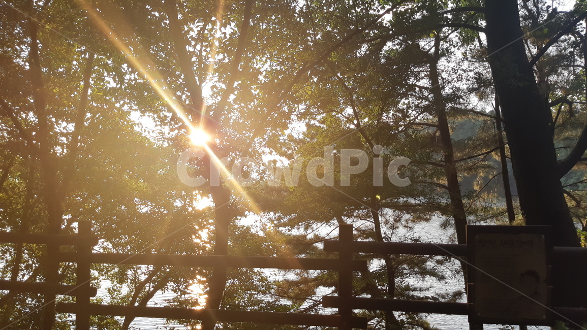 light,빛,flare,플레어,sunlight,햇빛,tree,나무