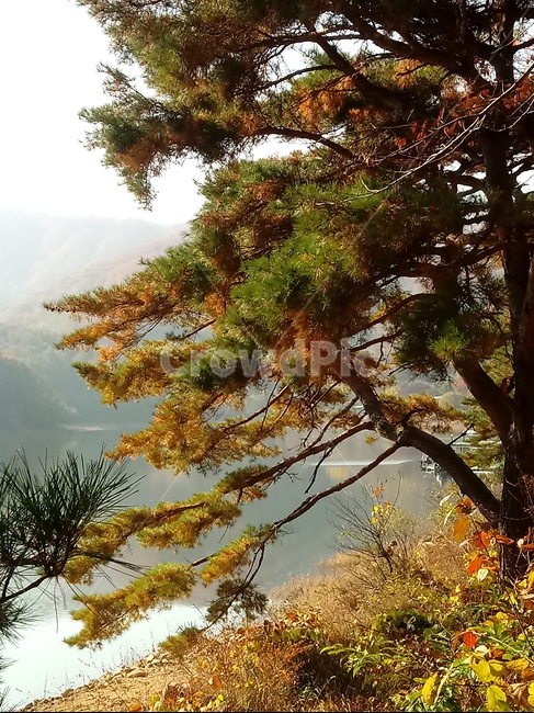 낙엽,단풍,落葉,leaves,나뭇잎,단풍나무,식물,maple,낙엽활엽관목,잎,계절,가을,자연,풍경,outdoors,옥외,fallautumnseason,naturelandscape,풍경사진,호수,저수지,물,소나무,가을,계절,fall,autumn,season,tree,나무,plant