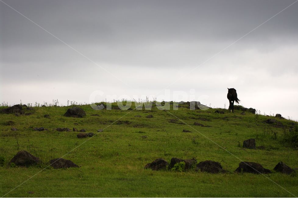 제주,우도,풍경,하늘,구름,자연,풍경,nature,landscape,한국자연풍경,한국자연경관,korea nature landscape,제주도,jeju,jeju island,동물,animal,포유류,mammal,grassland,목초지,outdoors,옥외,field,들