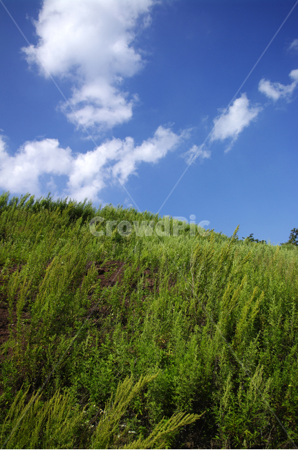 하늘,구름,태백,풍경,여름,nature,자연,들,목초지,자연,풍경,nature,landscape