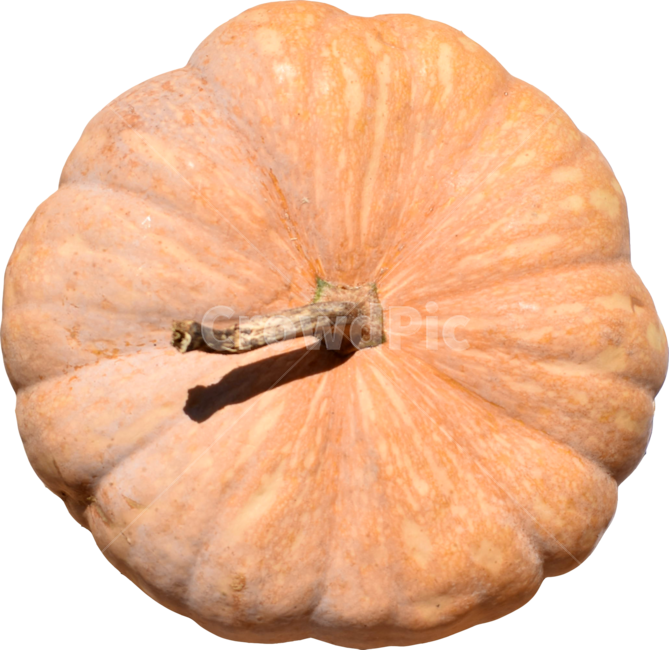 호박,호박윗부분,가을,pumpkin,vegetable,식물,야채,채소,야채,vegetables,누끼,remove background