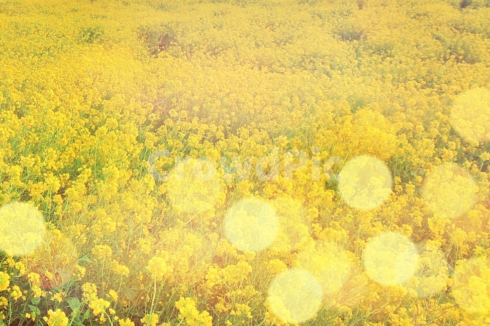 유채,유채꽃,봄꽃,노란꽃,봄,노란색,yellow,빛망울