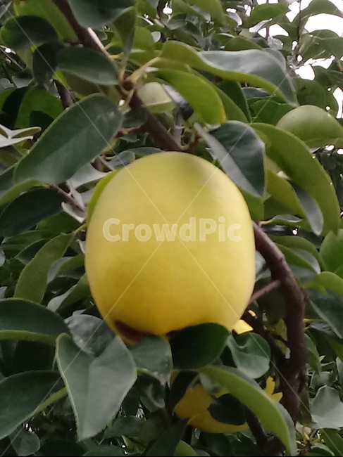 식물,모과,열매,과일,장미과,나무,과일,열매,fruit