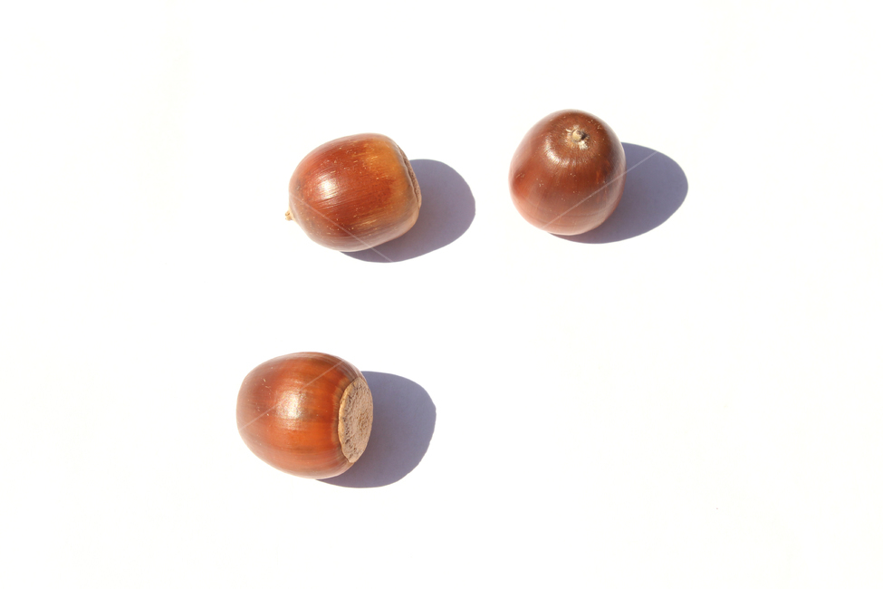 도토리,열매,가을,갈색,브라운,음식,식재료,자연,음식재료,붉은색,autumn,fall,acorn,brown,red,food,nature,흰배경,탑뷰,탑앵글,그림자,음식,식재료,요리,food,cook,meal,dishes,food reserves,과일,열매,fruit