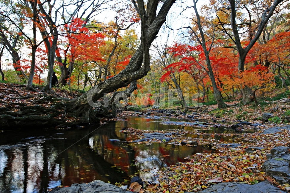 선운사,도솔천,가을풍경,선운가의가을,가을,가을,계절,fall,autumn,season,자연,풍경,nature,landscape,한국자연풍경,한국자연경관,korea nature landscape,식물,plants,나무,trees,wood,plant,tree,leaf,잎