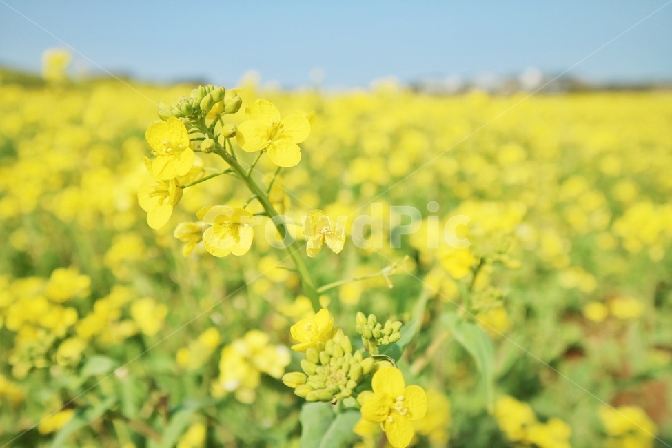 꽃,flower,유채꽃,rapeflower,제주,jeju,봄,계절,spring,season,식물,자연,plants,nature,꽃,flower,감성,sensible,feeling