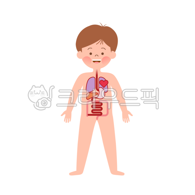 child body,child body illustration,physical play,liver,Full body illustration,kid,child illustration,heart,lung,Kindergarten illustration,Janggi Illustration,kindergarden,body illustration,ear,Camouflage illustration,Boy illustration,long time,teeth,illus