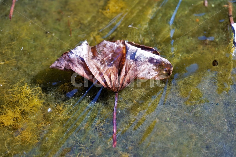 얼음,겨울,추위,plant,식물,leaf,잎,식물,자연,plants,nature