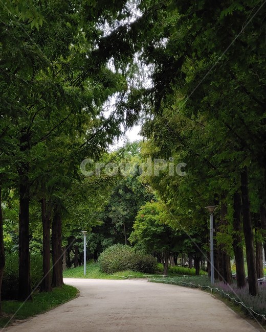 plant,식물,tree,나무,forest,숲