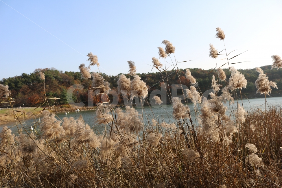 가을,갈대,호수,하늘,갈대밭,자연,풍경,nature,landscape,가을,계절,fall,autumn,season,grass,잔디,plant,식물,lawn,reed