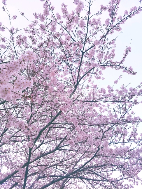 나무,꽃,blossom,plant,tree,봄,하늘,핑크,flower,식물