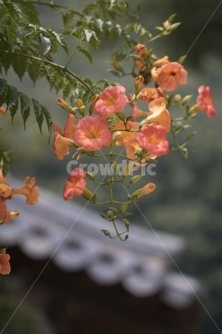 능소화,고택,흙담,꽃,전통가옥,사진,단독사진,디자인,소스,포토,사진자료,배경,배경사진,풍경,자연,환경,실외,낮,식물,봉오리,꽃봉오리,잎,꽃잎,봄꽃,6월,7월,꽃밭,아웃포커스,접사,근접,돌담,기와,고풍,초록,주황,동양,아시아,시골,한국전통,전통문화,여름,오렌지색,식물,자연,plants,nature,꽃,flower