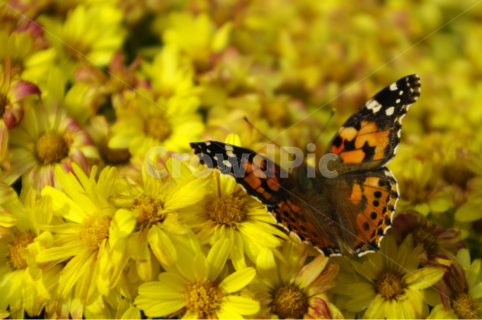 식물,flower,plants,nature,꽃,나비,butterrfly,소국,식물,자연,plants,nature,꽃,flower,동물,animal,곤충,벌레,insect,bug