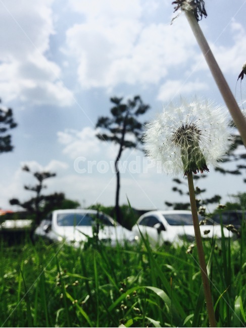 민들레,하늘,풍경,초록,자연,식물,자연,plants,nature,꽃,flower