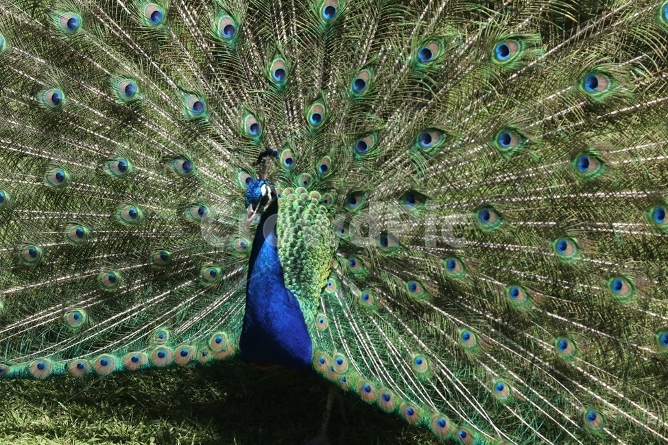 animal,동물,bird,새,공작,동물,animal,조류,새,birds