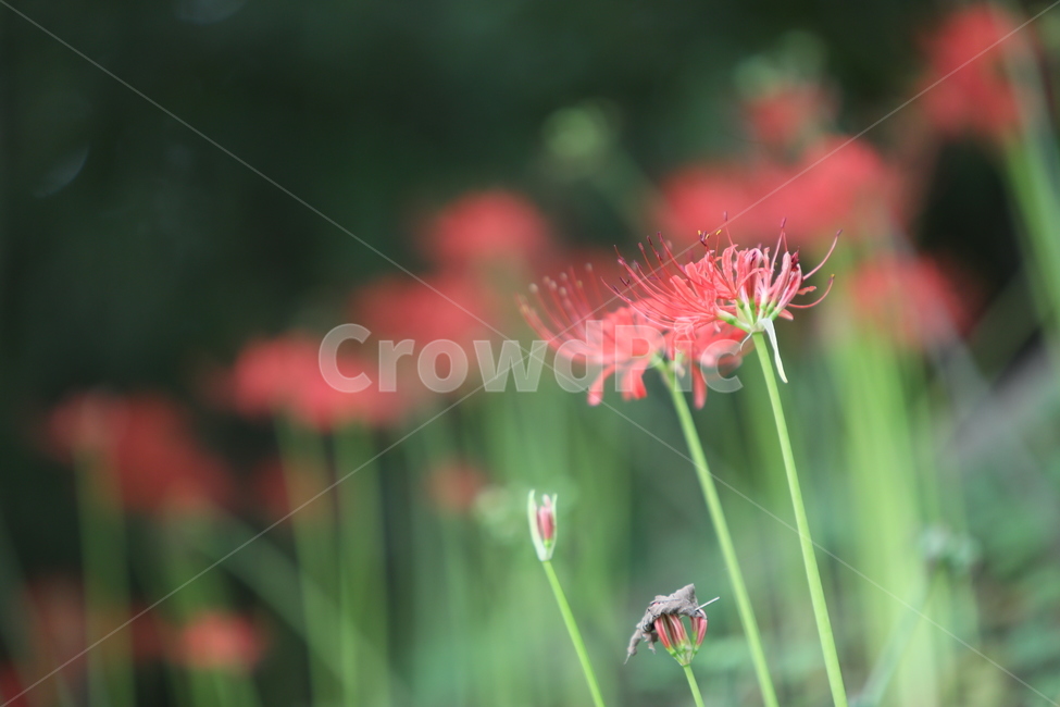 꽃무릇,꽃,식물,자연,석산,식물,자연,plants,nature,꽃,flower