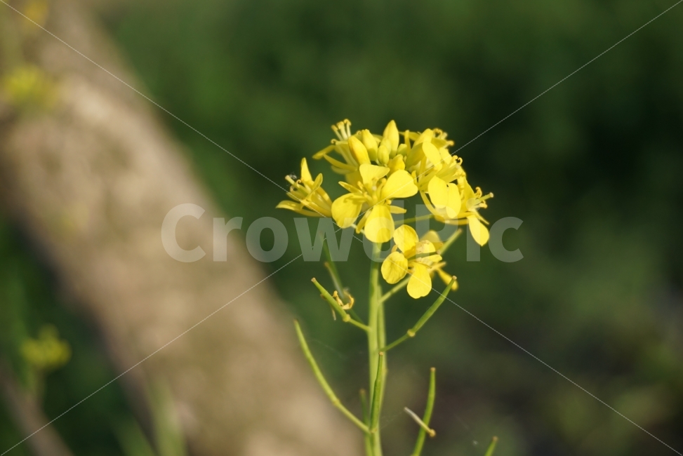 유채꽃,유채,봄의꽃,봄꽃,추억,봄,그리움,외로움,느낌사진,꽃사진,flower,식물,자연,plants,nature,봄,계절,spring,season,꽃,flower,plant