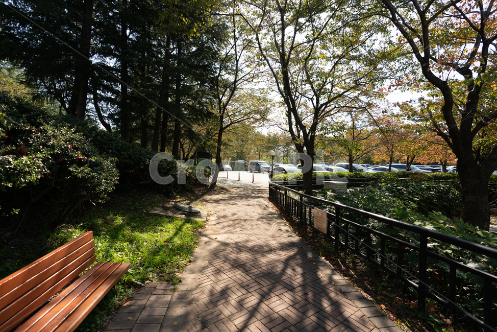 공원,벤치,자연,나무,햇살,자연,풍경,nature,landscape,식물,plants,나무,trees,wood