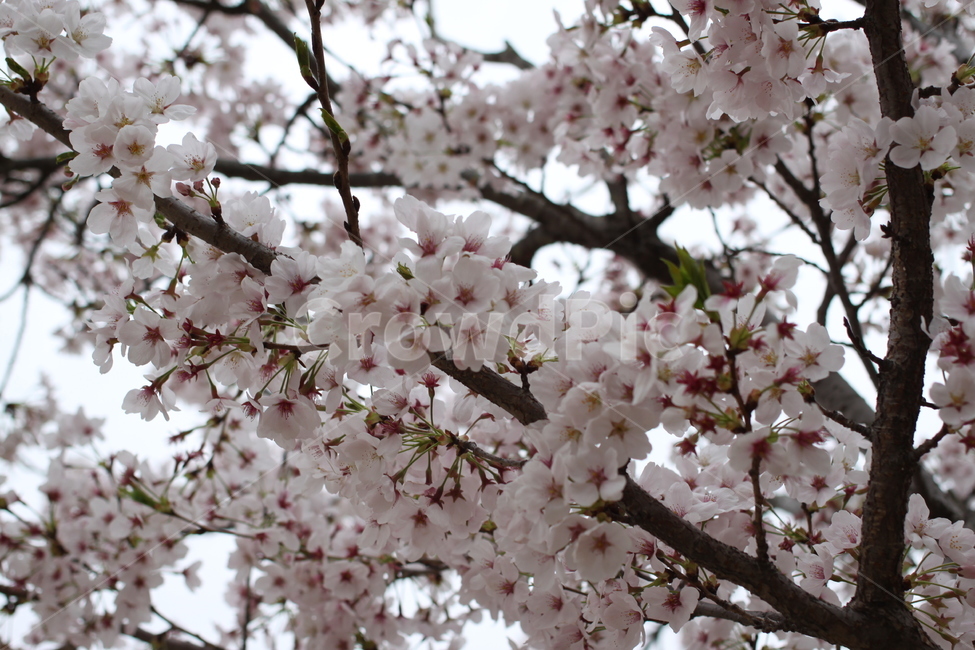 봄,벚꽃,하늘,맑음,cherryblossom,식물,자연,plants,nature,꽃,flower