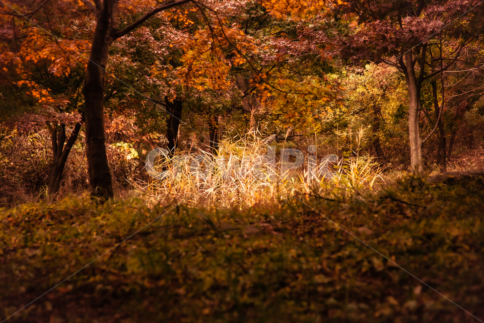 tree,나무,식물,잎,나무줄기,가을,계절,fall,autumn,season