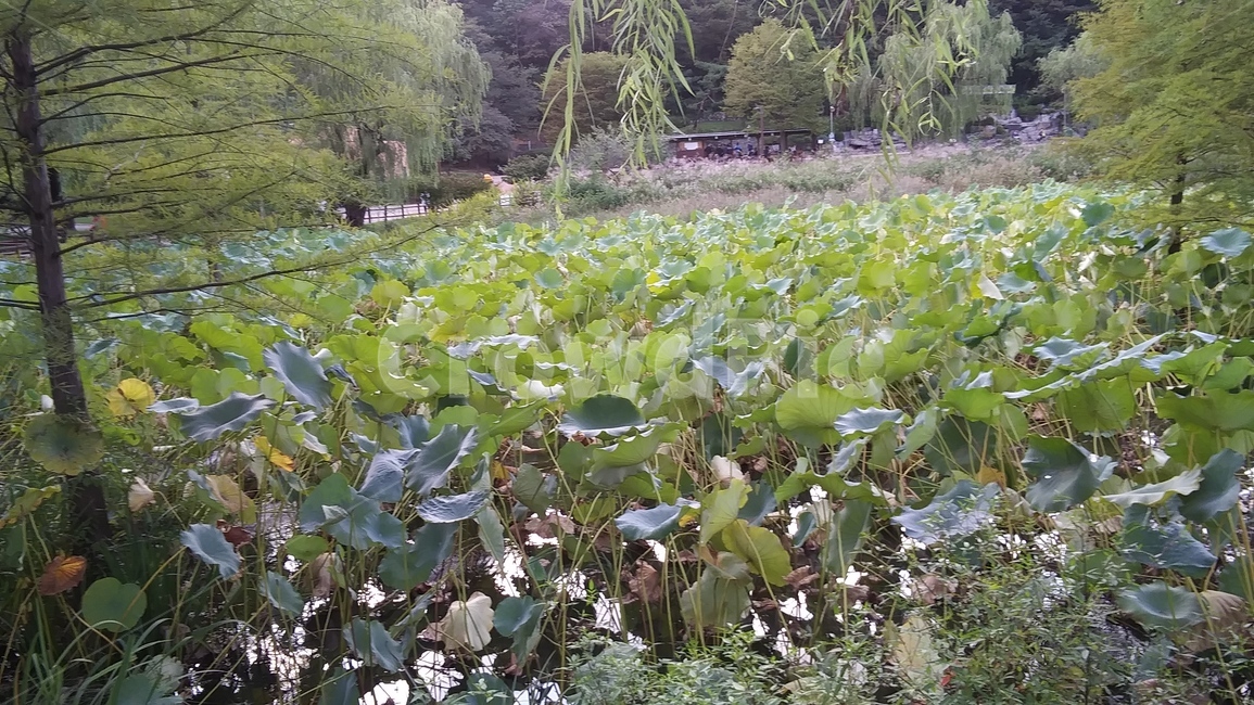 plant,식물,연꽃,수생식물,나무,tree,녹색,그린,green,연못,공원,자연,풍경,nature,landscape