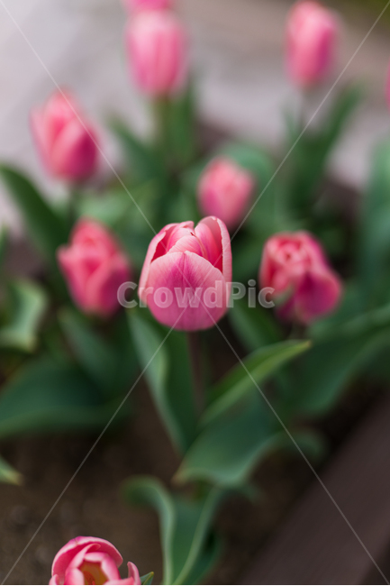 튤립,꽃,꽃봉오리,꽃송이,식물,컬러,식물,자연,plants,nature,꽃,flower