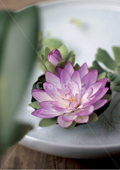 꽃,계절,장식,봄,plant,식물,flower,blossom