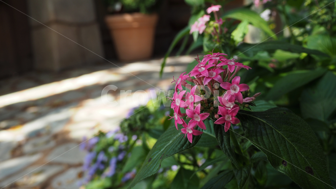 야생화,꽃,식물,wildflower,flower,plant,blossom,들꽃,식물,자연,plants,nature,꽃,flower