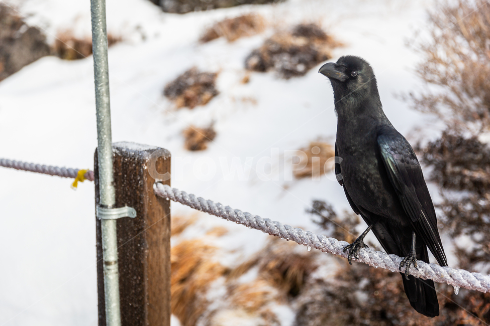 조류,새,까마귀,제주도,한라산,검은새,동물,animal,조류,새,birds