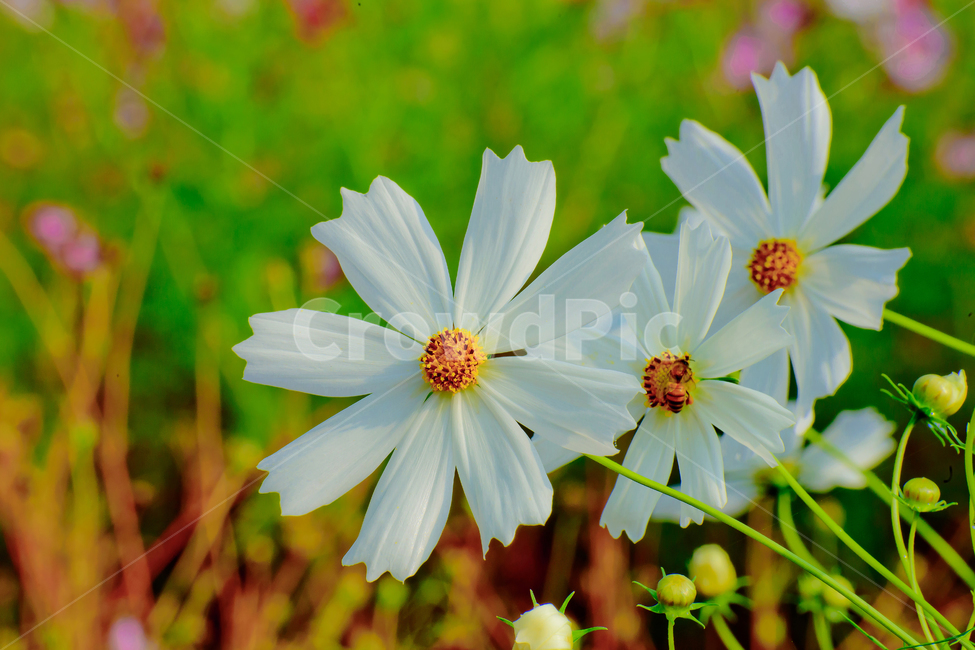 꽃,식물,코스모스,자연,가을,식물,자연,plants,nature,꽃,flower