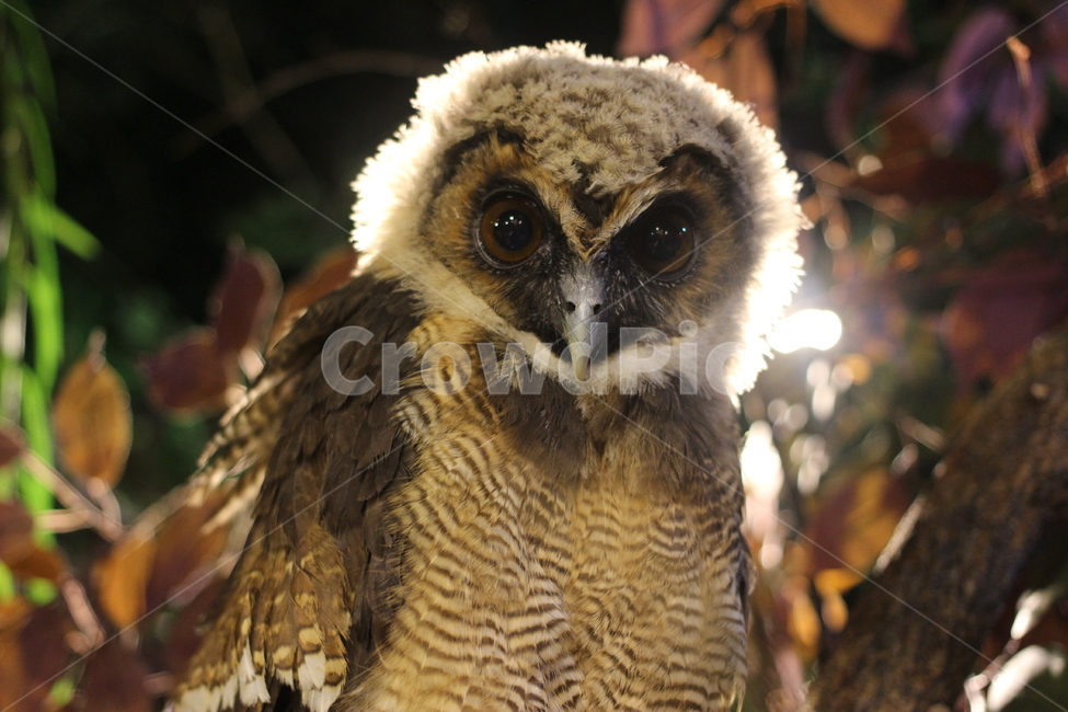 후쿠로우,일본,올빼미,올빼미카페,ふくろう,동물,animal,조류,새,birds