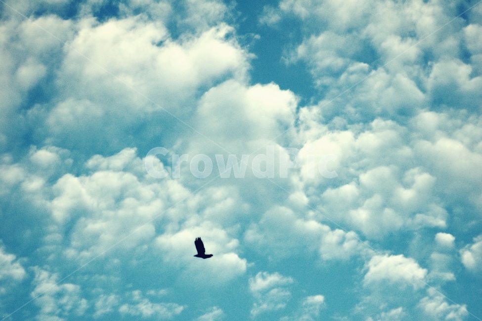 하늘,sky,구름,cloud,새,매,eagle,블루,blue,동물,animal,조류,새,birds