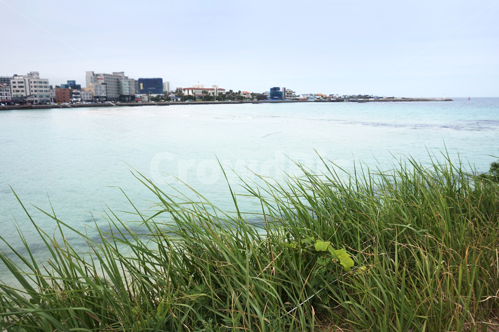 바다앞,에메랄드빛바다,맑은바다,beach,여름바다,제주바다,theocean,ocean,jejuisland,summerbeach,겨울바다,해변,제주도,jeju,풍경,자연,풍경,nature,landscape,한국자연풍경,한국자연경관,korea nature landscape,제주도,jeju,jeju island,grass,잔디,plant,식물,water,물