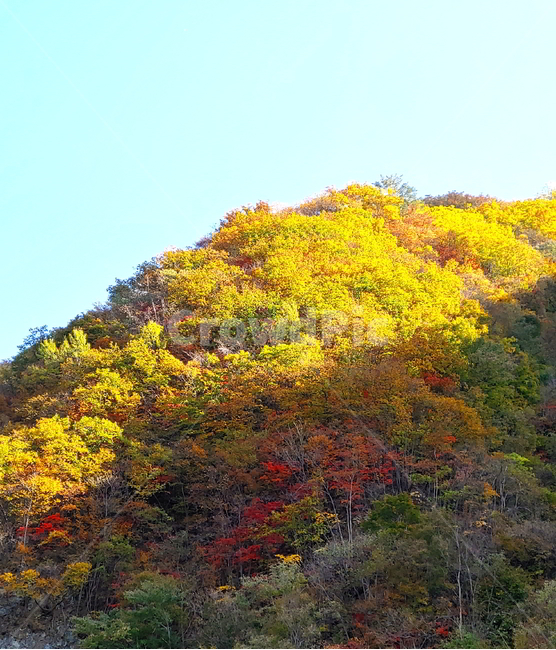 단풍,가을,산,나무,붉은단풍,가을,계절,fall,autumn,season,자연,풍경,nature,landscape,tree,plant,식물,outdoors,옥외