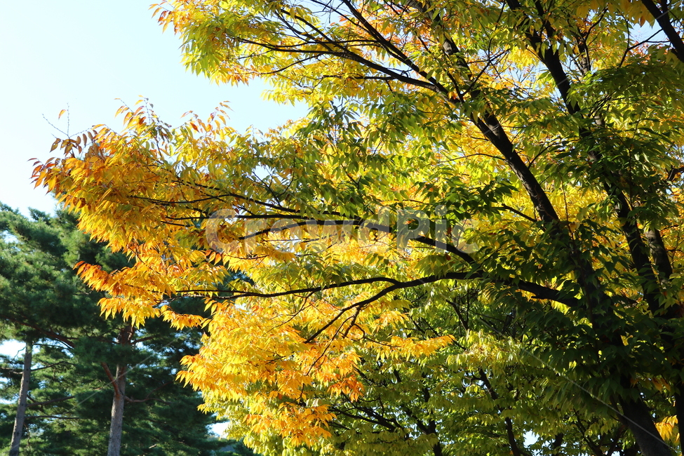 나무,단풍,식물,자연,가을,느티나무,가을,계절,fall,autumn,season,tree,plant,maple