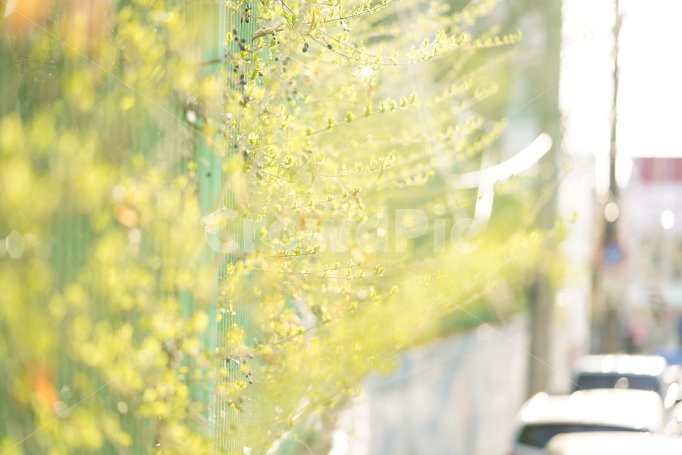 봄,계절,느낌,감성,식물,생명,생물,자연,잎,화사,식물,자연,plants,nature,휴식,힐링,rest,relaxation,healing