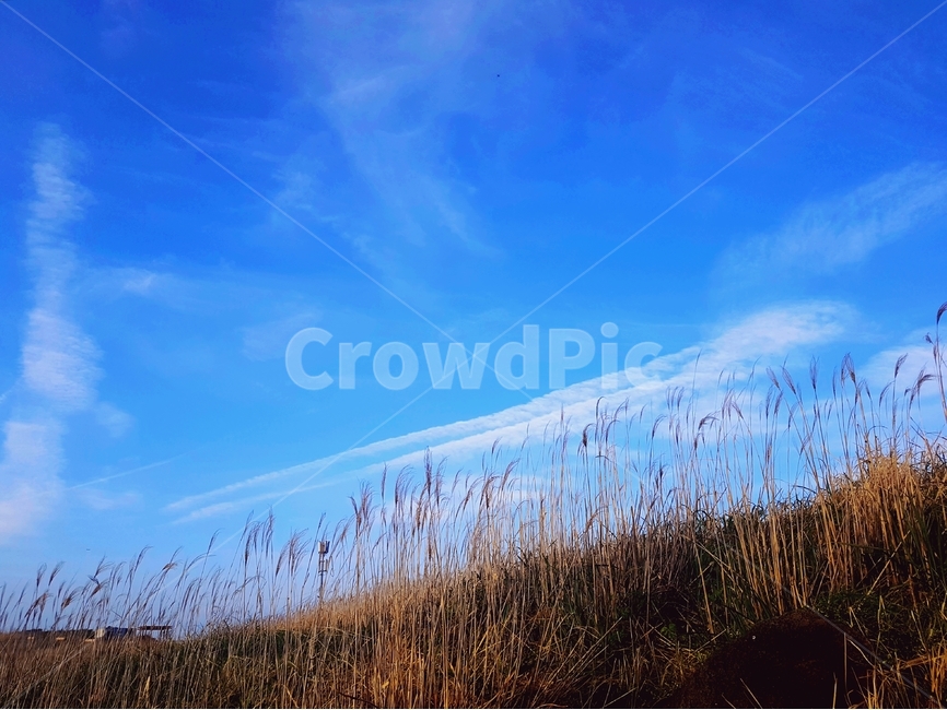 하늘,구름,밭,자연,파란색,하나,지평선,갈대,억새,오름,제주도,자연,풍경,nature,landscape,plant,식물,grass,잔디,lawn,reed