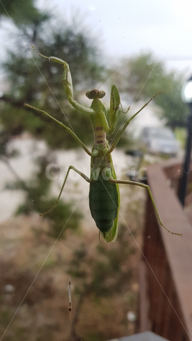 곤충,녹색,정면배배꼽,사마궈,당낭권,동물,animal,곤충,벌레,insect,bug