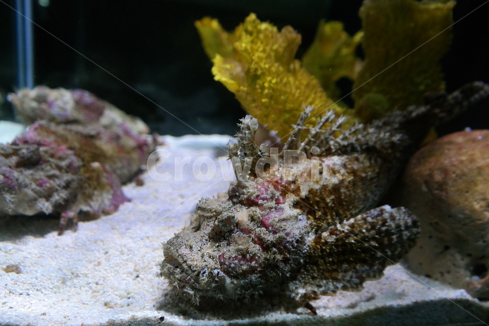 해양,아쿠아리움,수족관,물고기,헤엄,동물,animal,어류,물고기,fish