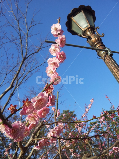 벚꽃,벚꽃가지,벚꽃나무,가로등,벚꽃봉우리