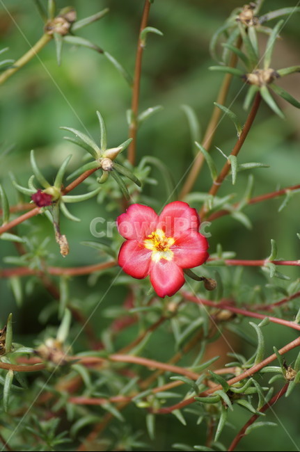 채송화,식물,들꽃,야생화,붉은꽃,식물,자연,plants,nature,꽃,flower