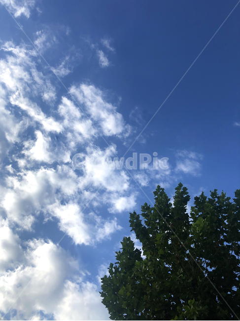 하늘,자연,구름,나무,sky,파란하늘,여름,자연,풍경,nature,landscape,outdoors,옥외