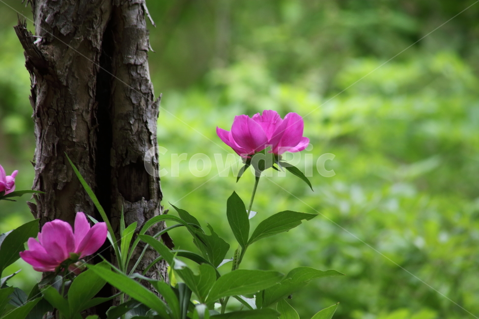 작약,꽃,봄,약용식물,peonyroot