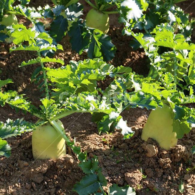 시골,텃밭,무우,텃밭사진,무우사진,식물,자연,plants,nature,채소,야채,vegetables,산업,industry,industrial,농업,농사,agriculture,farming,farming industry