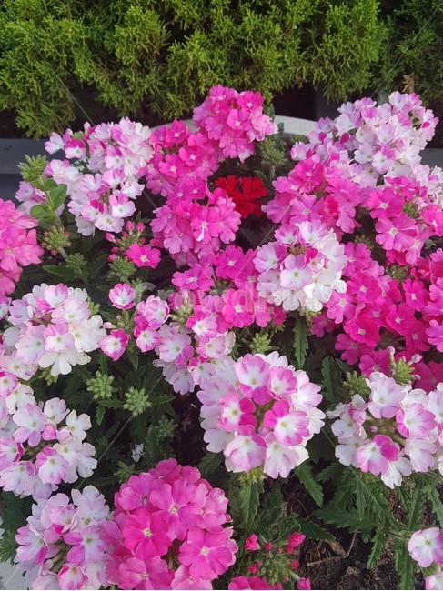 plant,식물,blossom,geranium,flower,꽃